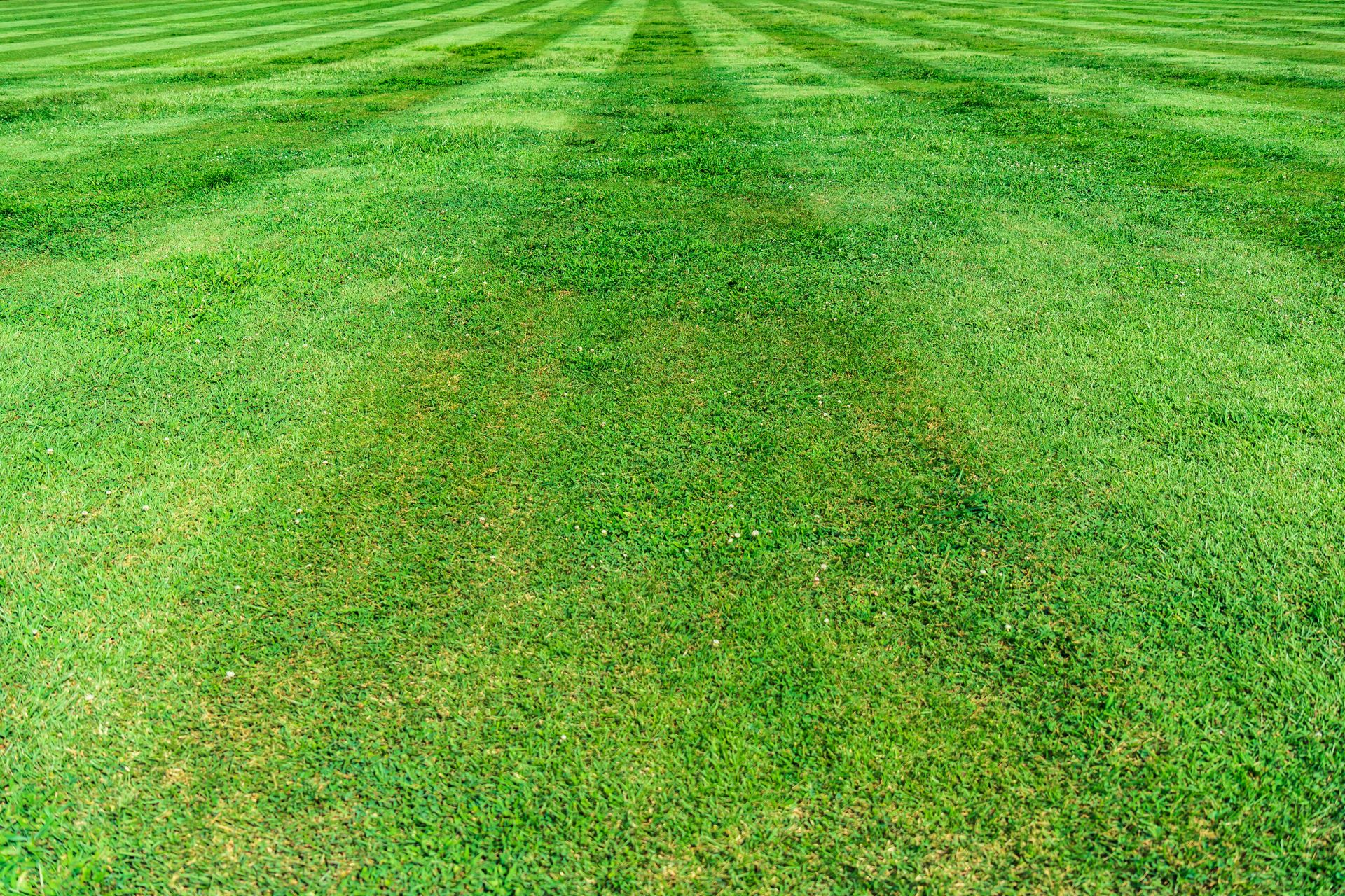 green grass field during daytime